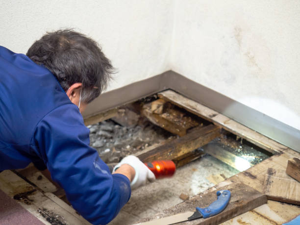 Professional Mold Removal in New Bremen, OH