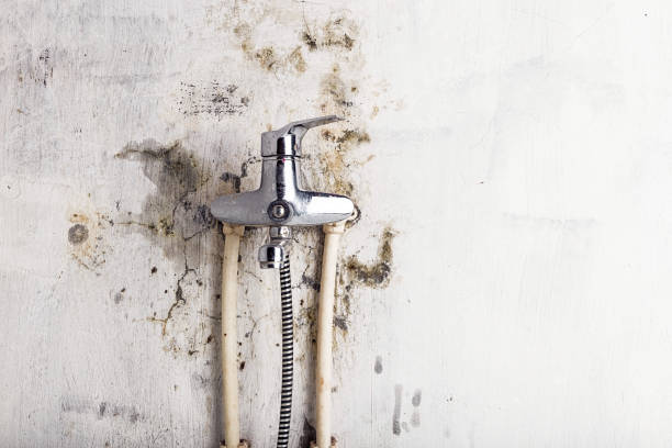 Best Affordable Mold Removal  in New Bremen, OH