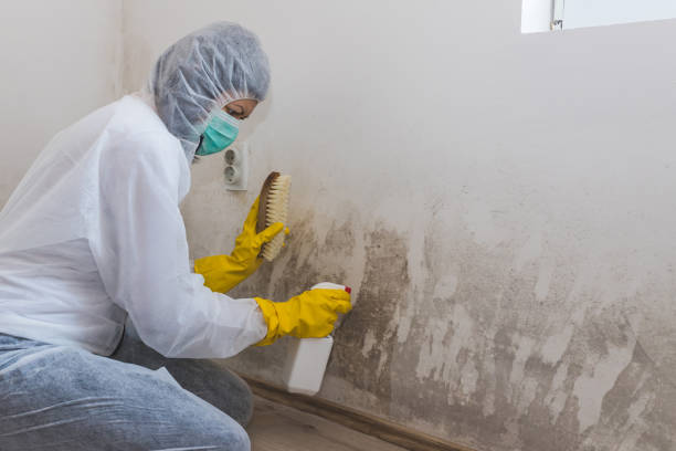 Best Mold Cleaning Services  in New Bremen, OH