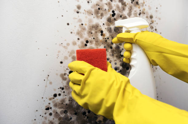 Best Mold Testing  in New Bremen, OH