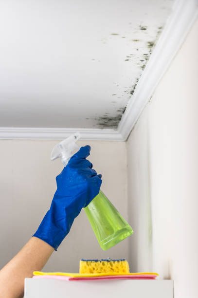 Best Mold Damage Repair  in New Bremen, OH